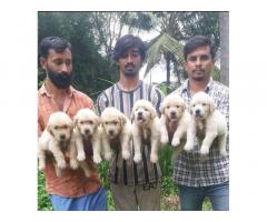 Cute Golden Retriever Puppies For Sale in Delhi, Buy Online, Price