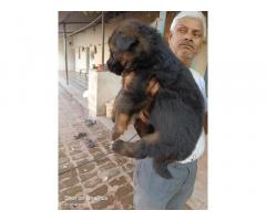 GSD Puppies for Sale in Mumbai, Buy Online, Price