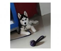 Blue Eyes Wooly Coat Husky Puppy for Sale in Mumbai