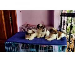 Shihtzu puppy available for Sell online, Price, Quality