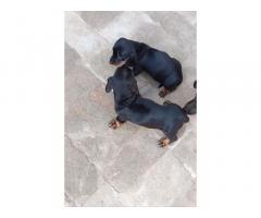 Dachshund Puppies for Sale in Zira Punjab, Buy Online, Price