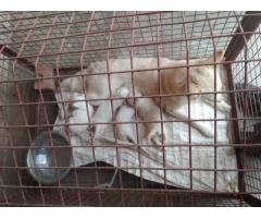 Pomeranian male Puppy for Sale, Buy Online, Price