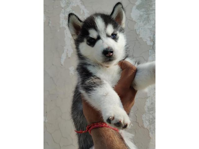 Siberian Husky for Sale in Ambala Cantt, Buy Online, Price - 1/3