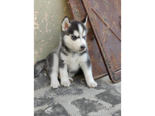 Siberian Husky for Sale in Ambala Cantt, Buy Online, Price - 2/3