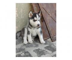 Siberian Husky for Sale in Ambala Cantt, Buy Online, Price - 2