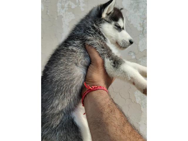 Siberian Husky for Sale in Ambala Cantt, Buy Online, Price - 3/3