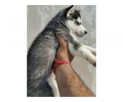 Siberian Husky for Sale in Ambala Cantt, Buy Online, Price - 3