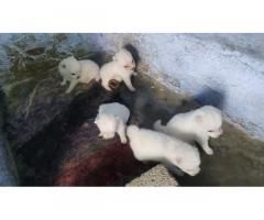 Mini Pomeranian Puppy Price in Salem, For Sale, Buy Online