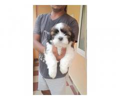 Shihtzu puppy Price in Tambaram Chennai, For Sale, Buy Online