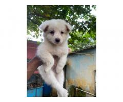 Pom Puppy Price in Chennai, For Sale, Buy Online