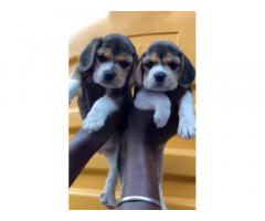 Buy Beagle Puppy in Chennai, For Sale, Price