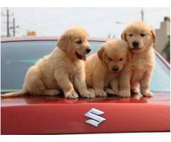 Golden Retriever Puppy Available R K Kennels Pet Shop