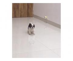 Tricolor Shihtzu Puppy for Sale in Mumbai, Buy Online, Price