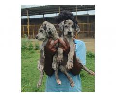 Dane Puppies for Sale with KCI in Chennai, Buy Online, Price