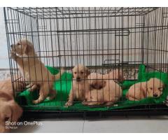 Golden Retriever Puppies Price in Pune, For Sale, Buy Online