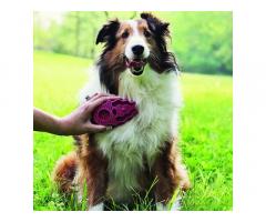 Zoom Groom Dog Brush for Pets Buy Online Price for Sale