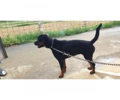 Rottweiler Female Price in Erode, For Sale, Buy Online