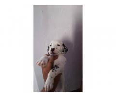 Dalmatian Puppy Price in Malerkotla, for Sale, Buy Online
