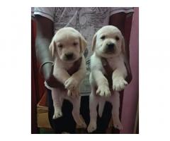 Labrador Puppy Price in Coimbatore, for Sale, Buy Online
