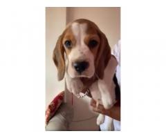 Beagle male puppy available for Sale, Price, Buy Online