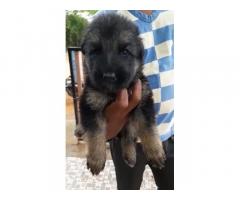 German shepherd Bush coat Puppies Available for Sale