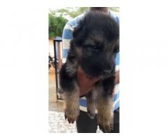 German shepherd Bush coat Puppies Available for Sale