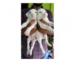 Rajapalayam Puppy for Sale in Chennai, Price, Buy Online