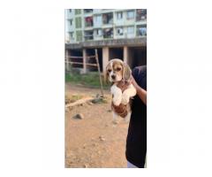 Beagle female puppy available in Mumbai