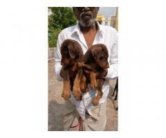 Good quality Doberman female puppy available in Chennai