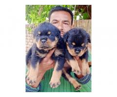 Rottweiler Puppies Available for Sale in Sangrur Dhuri