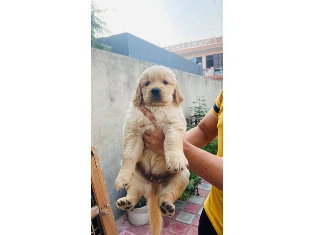 Golden retriever puppy available for Sale in Gurgaon - 1/2