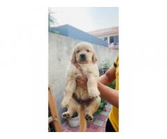 Golden retriever puppy available for Sale in Gurgaon - 1