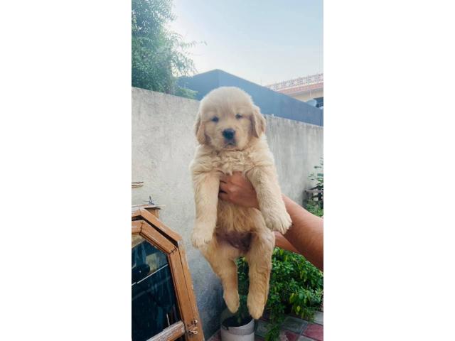 Golden retriever puppy available for Sale in Gurgaon - 2/2