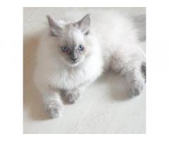 Persian light blue eyed kitten