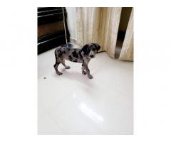 Great Dane Puppy available for Sale