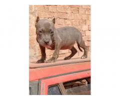 American bully male top quality Available for Sale