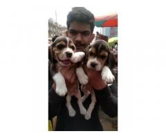 Beagle Puppy Available in Mumbai for Sale