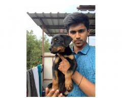 Rottweiler Puppy available for sale in Pune