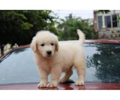 Golden Retriever puppies available for Sale