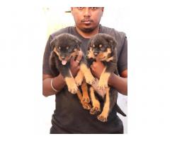 Rottweiler Puppies Available for Sale
