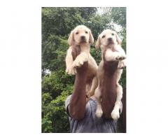 Lab male puppy heavy size good quality Available in Namakkal