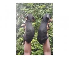 Doberman Puppies Available in Namakkal