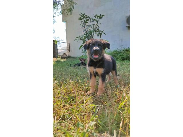 Gsd Puppies Available for Sale in Bhopal - 1/2