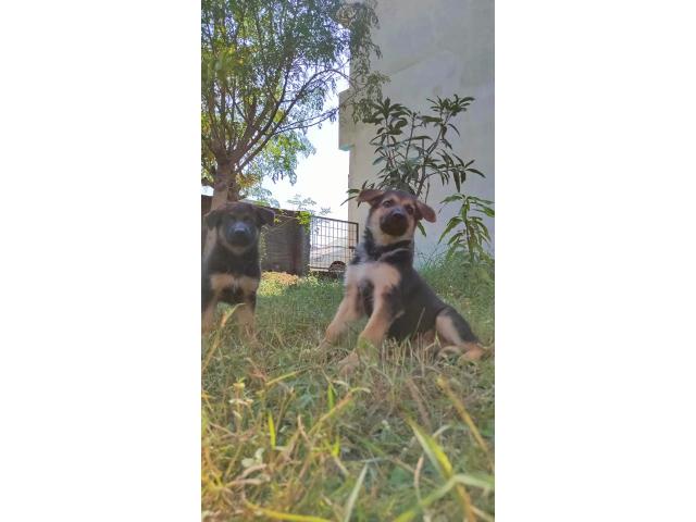 Gsd Puppies Available for Sale in Bhopal - 2/2