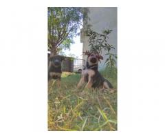 Gsd Puppies Available for Sale in Bhopal - 2