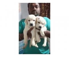 Lab Puppy Available for Sale in Trichy