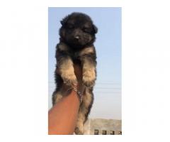 German Shepherd Pup Available Ludhiana for Sale
