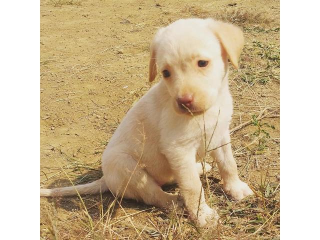 Cute Labrador puppies available in Indore - 2/3