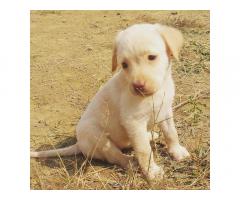 Cute Labrador puppies available in Indore