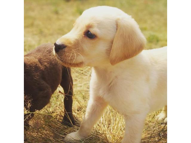 Cute Labrador puppies available in Indore - 3/3